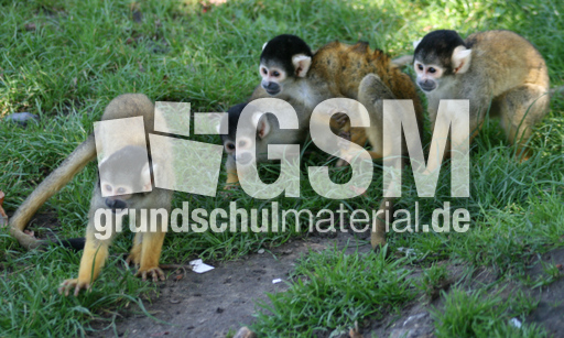 Totenkopfäffchen-139.jpg